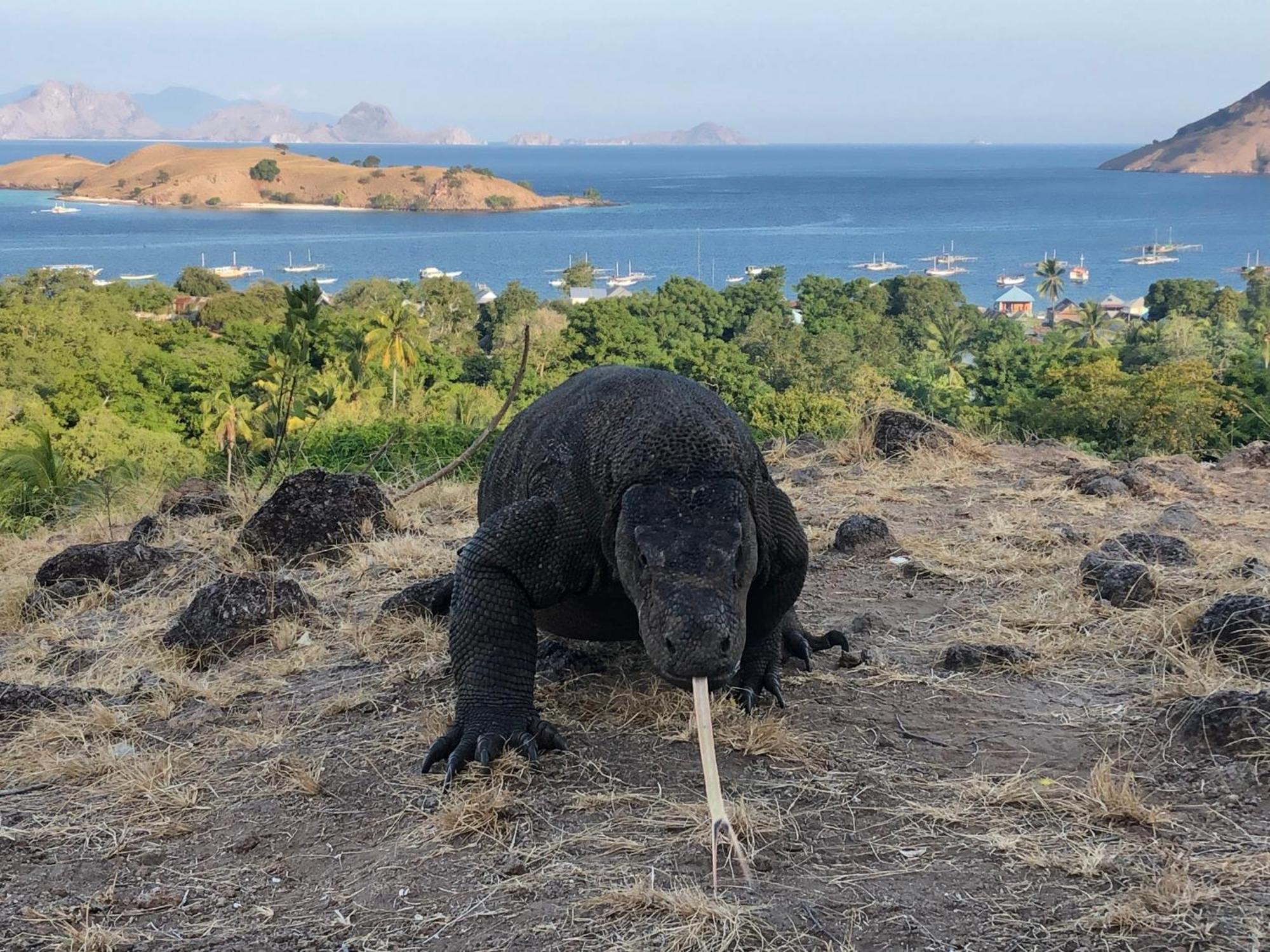 Dua Putri Komodo Homestay Exterior foto